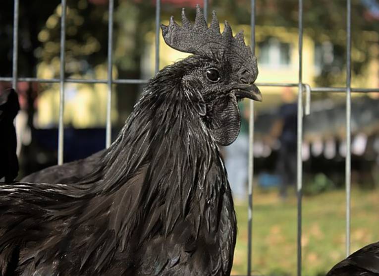 potret ayam cemani
