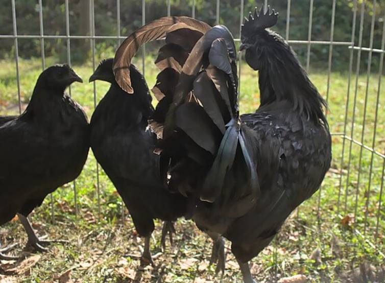 potret ayam cemani