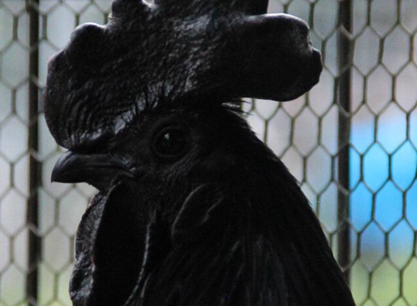 potret ayam cemani