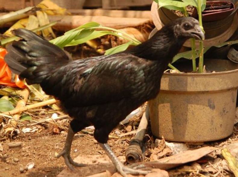 potret ayam cemani