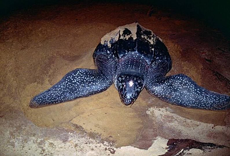 potret penyu belimbing (commons.wikimedia.org/Bernard DUPONT)