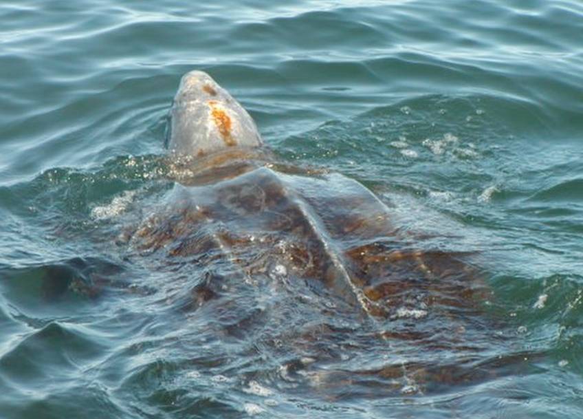 potret penyu belimbing (commons.wikimedia.org/Scott R. Benson)