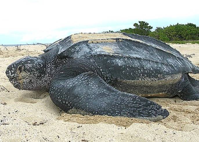 potret penyu belimbing (commons.wikimedia.org/U.S. Fish and Wildlife Service Southeast Region)