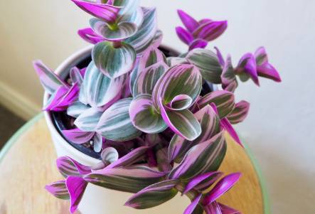 illustrasi tradescantia nanouk (houseplanthouse.com)