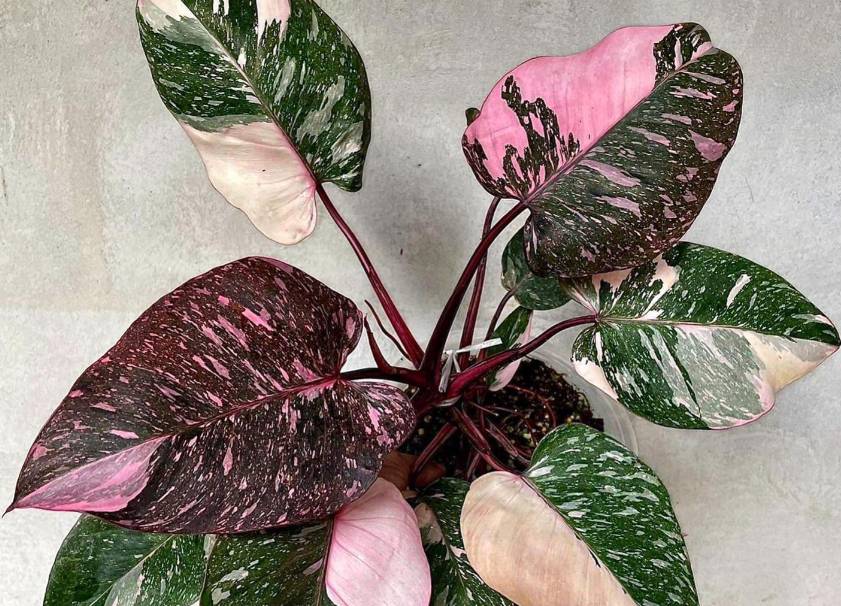 illustrasi philodendron pink princess (plantvault.com)