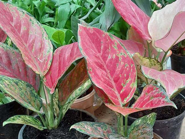 illustrasi aglaonema pink valentine (commons.wikimedia.org/Yercaud-elango)