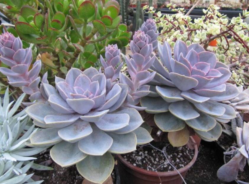 potret echeveria perle von nurnberg (commons.wikimedia.org/Leonora Enking)