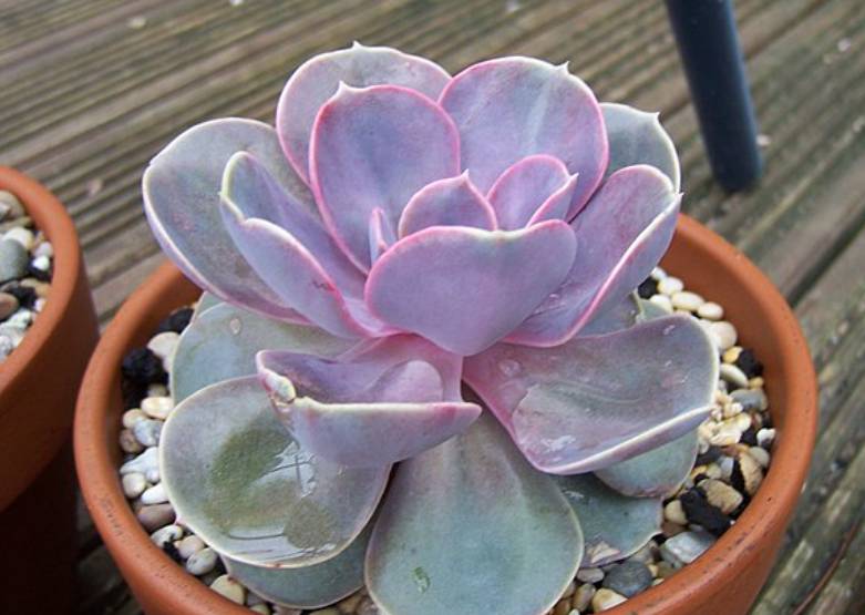 potret echeveria perle von nurnberg (commons.wikimedia.org/stephen boisvert)