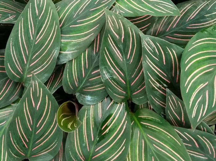 illustrasi calathea beauty star (sunshinehorticulture.com)