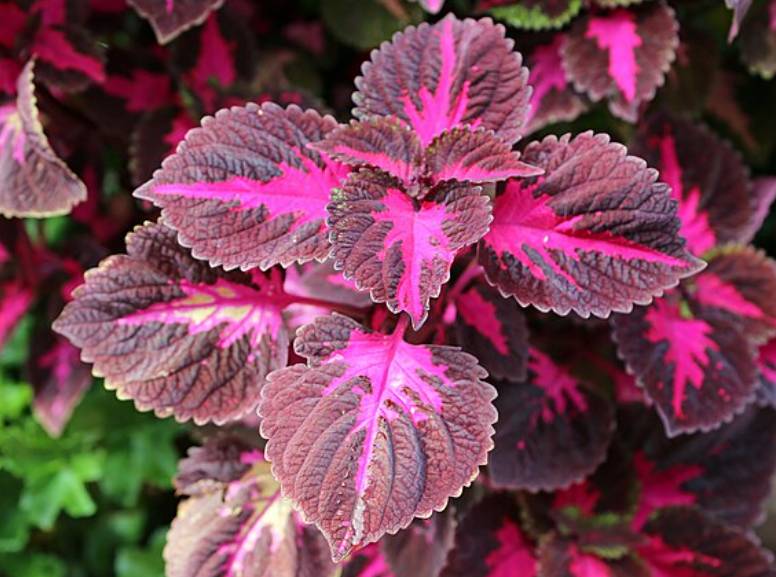 potret coleus scutellarioides (commons.wikimedia.org/W. Bulach)