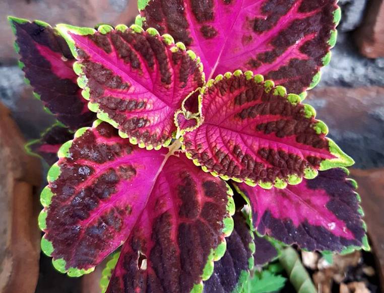 potret coleus scutellarioides (commons.wikimedia.org/Sabina Bajracharya)