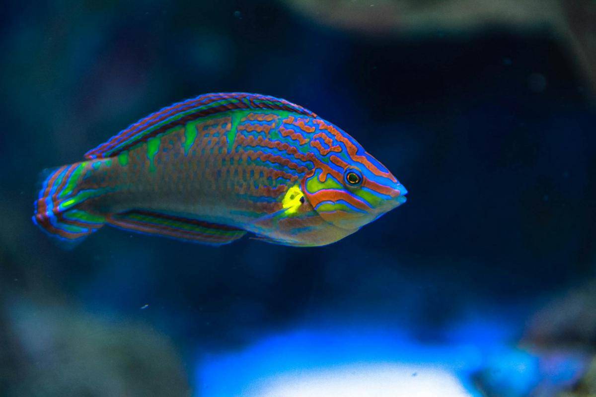 ilustrasi ikan parrotfish 