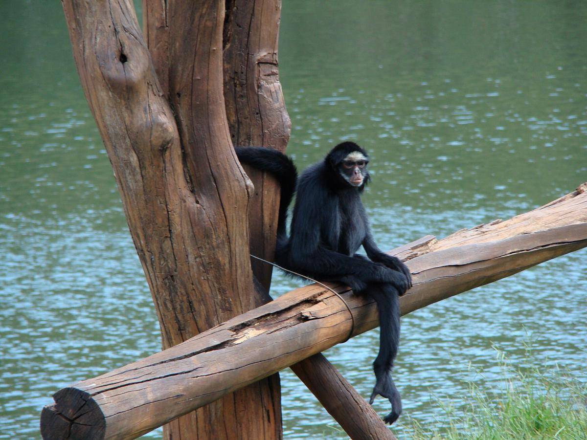 White-whiskered Spider Monkey (commons.m.wikimedia.org/Menteri2009)