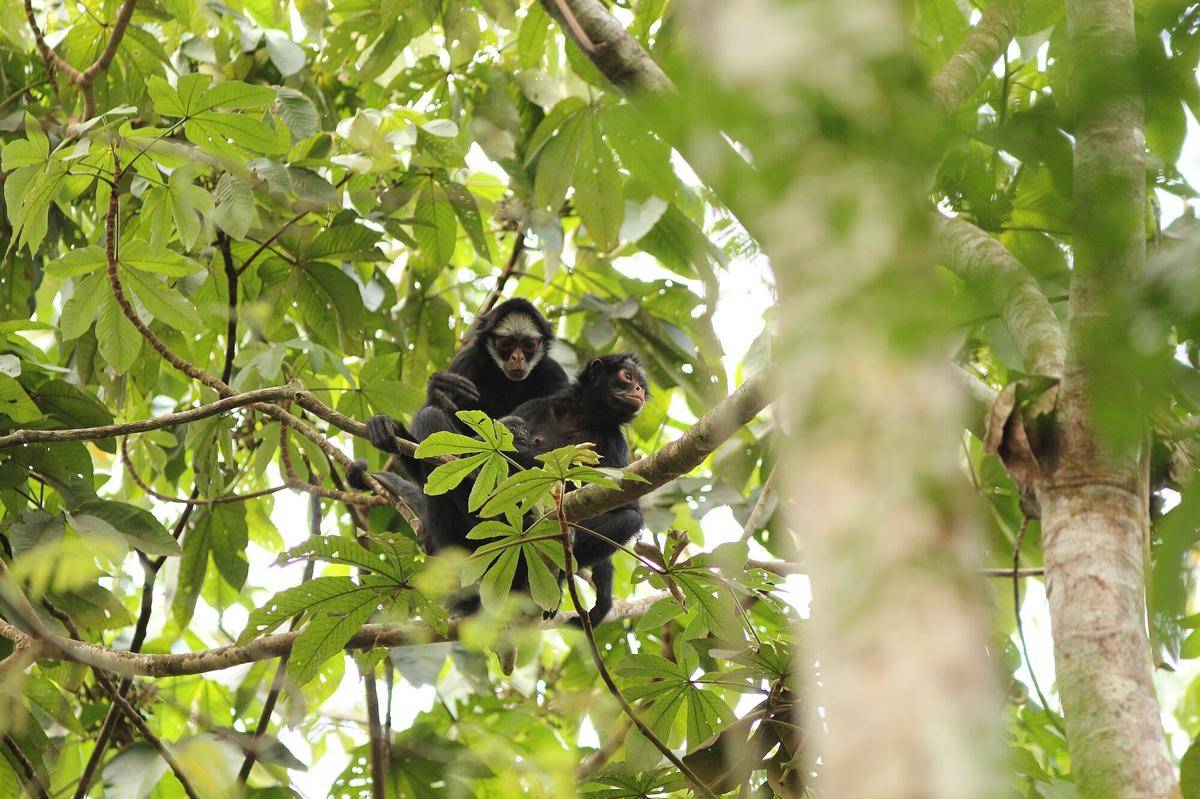 White-whiskered Spider Monkey (commons.m.wikimedia.org/Rich Hoyer)