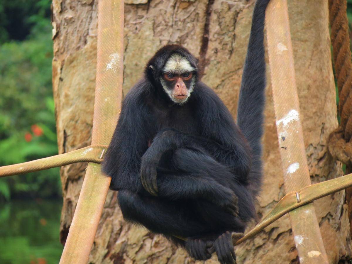 White-whiskered Spider Monkey (commons.m.wikimedia.org/Miguelrangeljr)