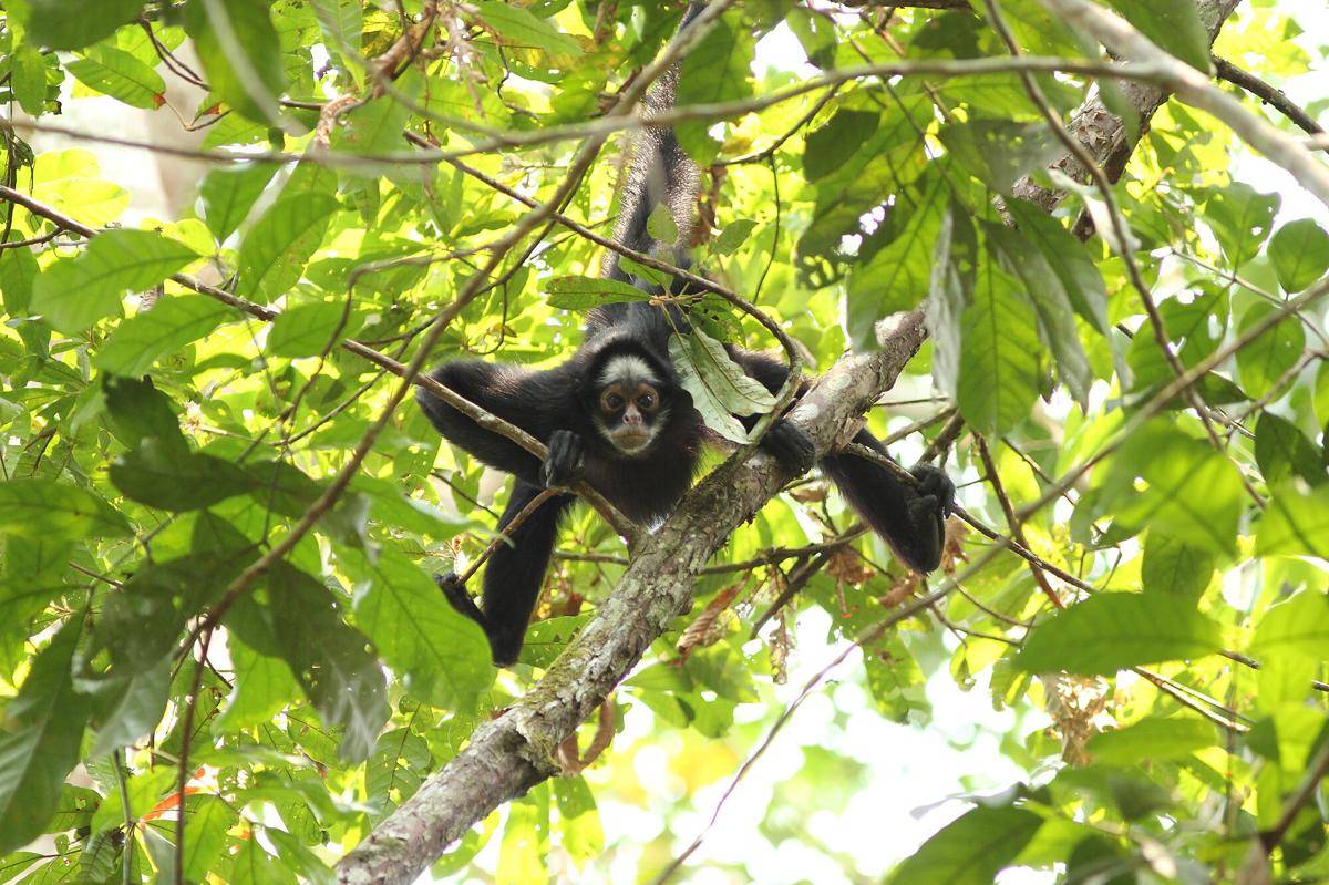 White-whiskered Spider Monkey (commons.m.wikimedia.org/Rich Hoyer)