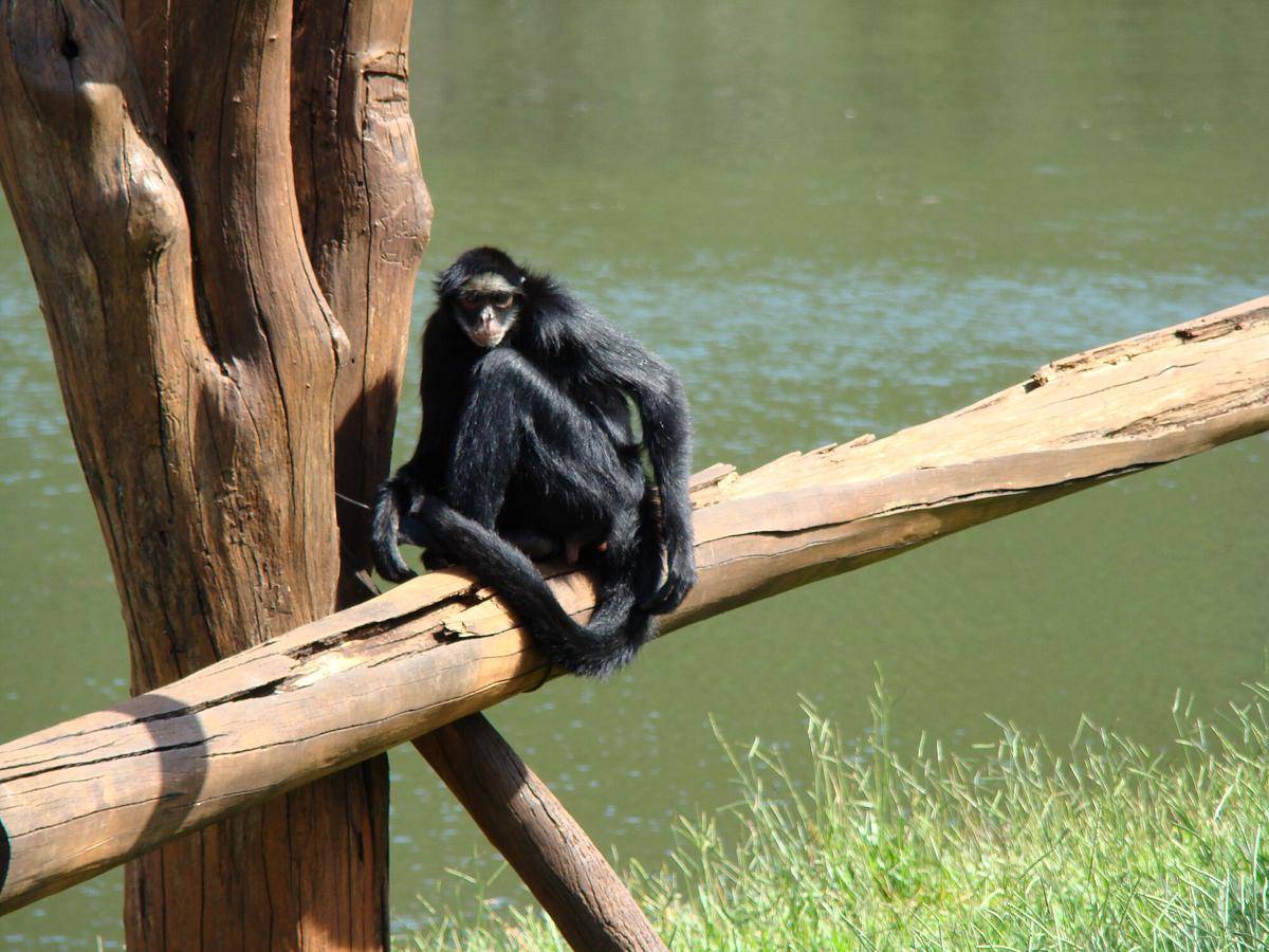 White-whiskered Spider Monkey (commons.m.wikimedia.org/Menteri2009)