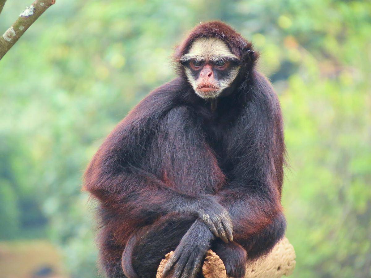 White-whiskered Spider Monkey (commons.m.wikimedia.org/Miguelrangeljr)