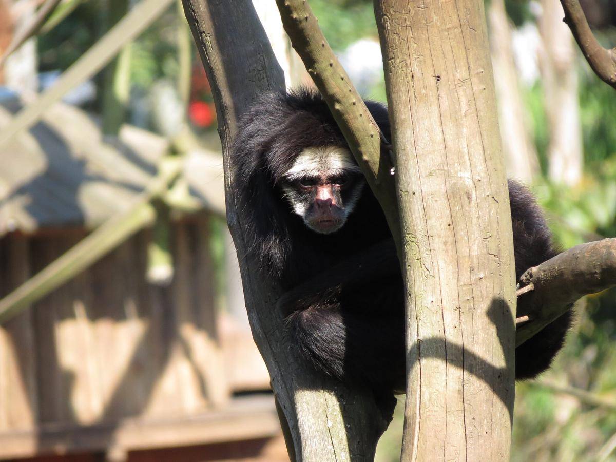 White-whiskered Spider Monkey (commons.m.wikimedia.org/Miguelrangeljr)