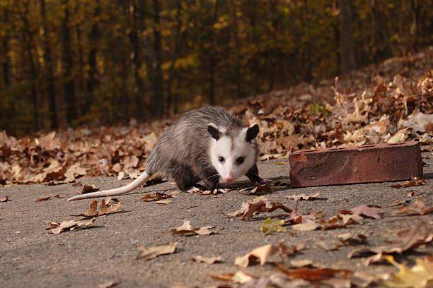 Opossum