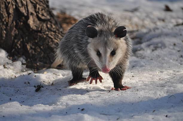 Opossum