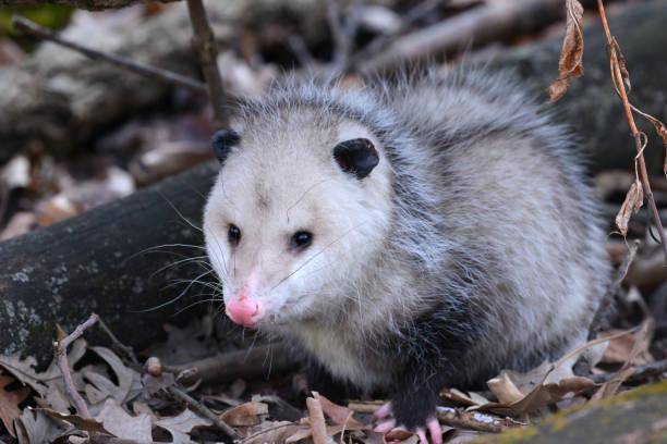 Opossum