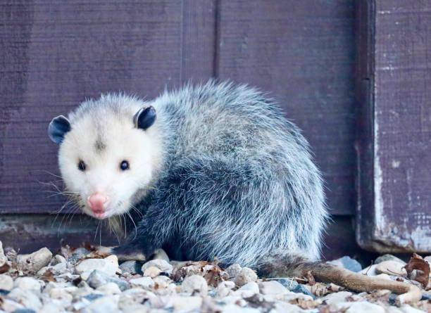 Opossum