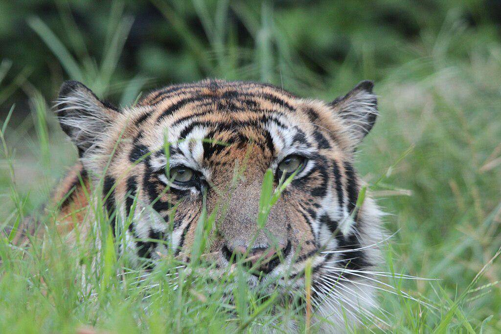 potret harimau sumatera (commons.wikimedia.org/Nyonyofoto)