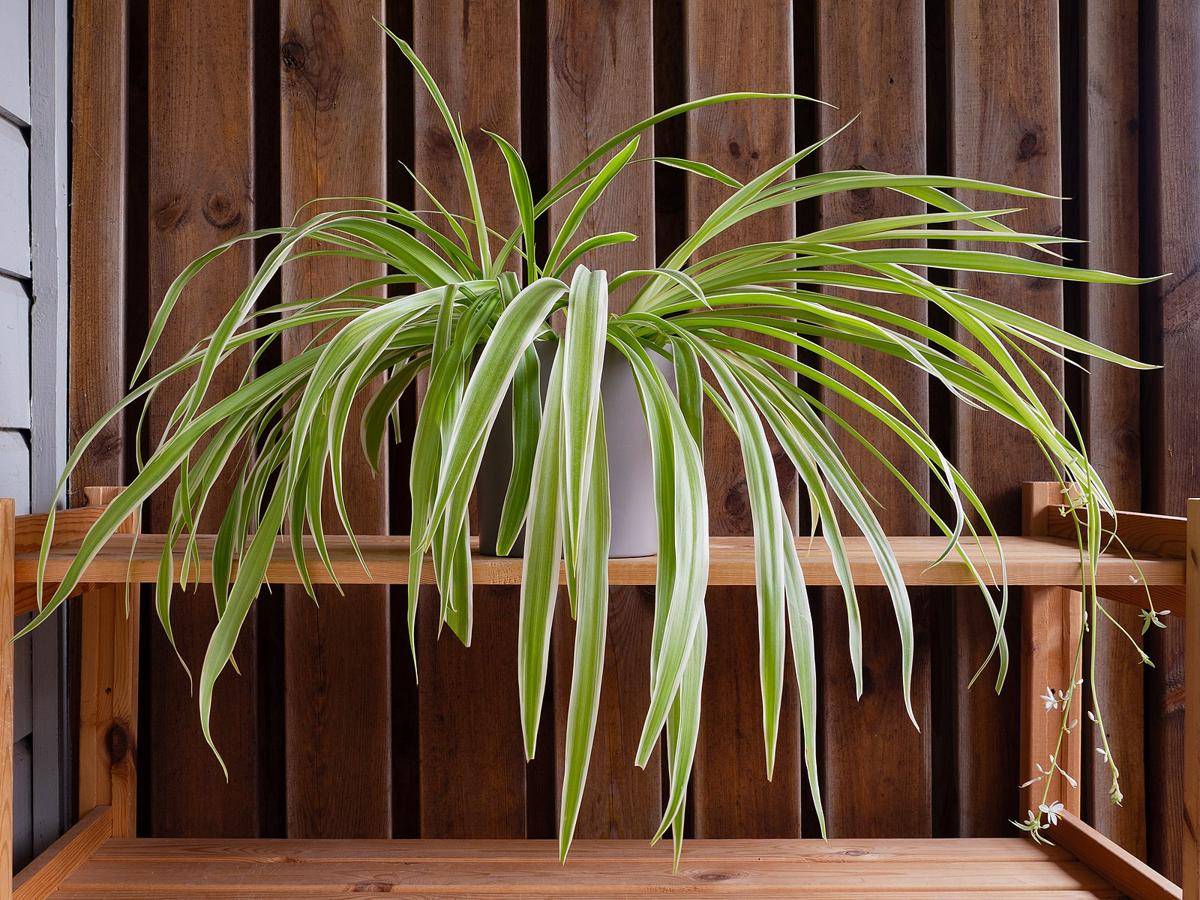 Ilustrasi spider plant (commons.m.wikimedia.org/W.carter)