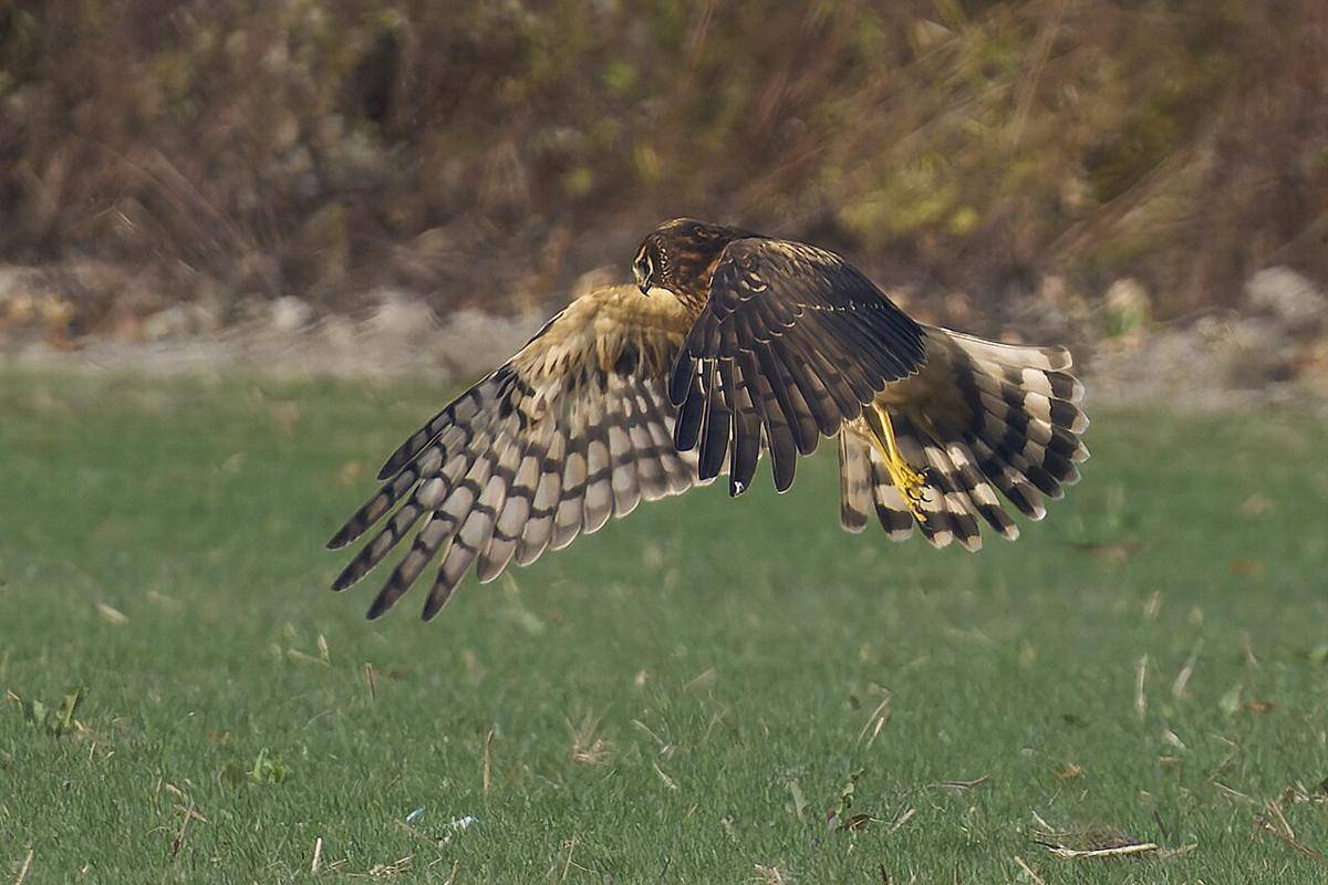 Harrier Utara