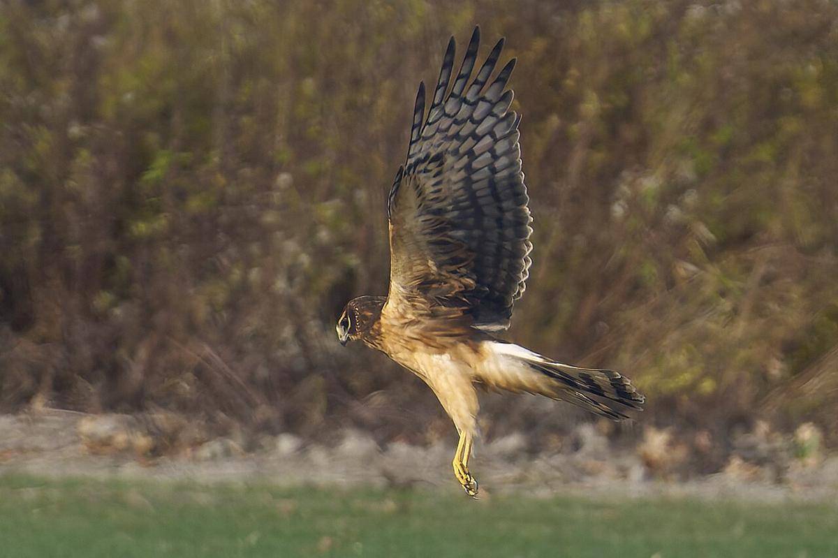 Harrier Utara