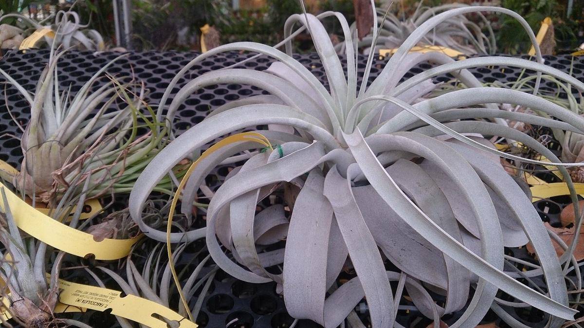 ilustrasi tanaman tillandsia xerographica (commons.wikimedia.org/Mokkie)