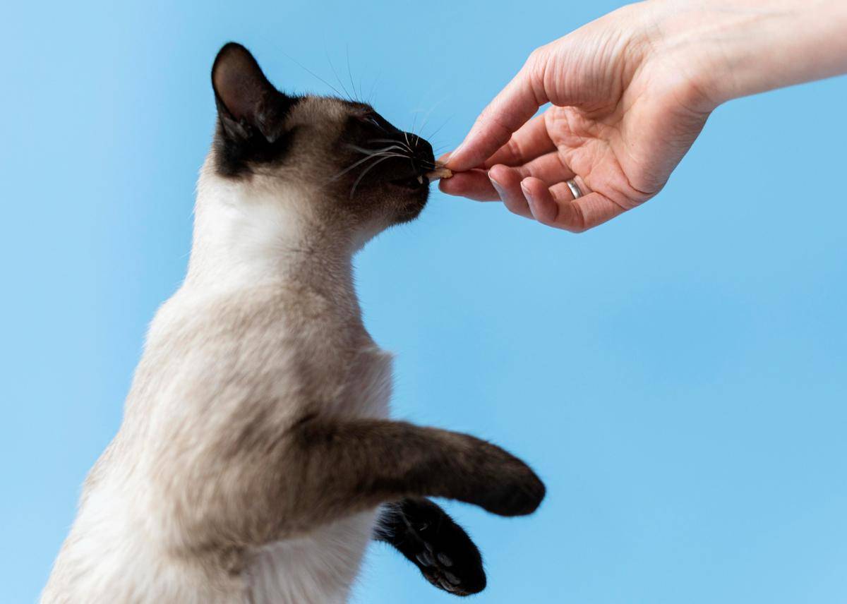 seseorang yang sedang memberi kucing sebuah snack (freepik.com/freepik)