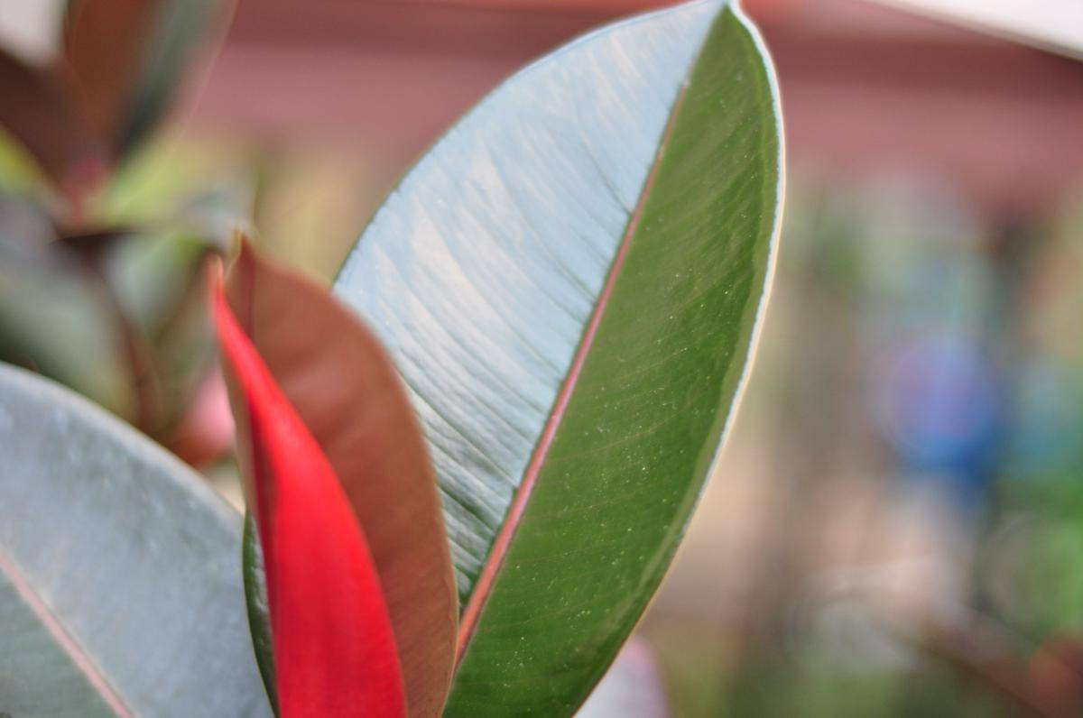 Ilustrasi rubber plant (flickr.com/Timothy Vollmer)