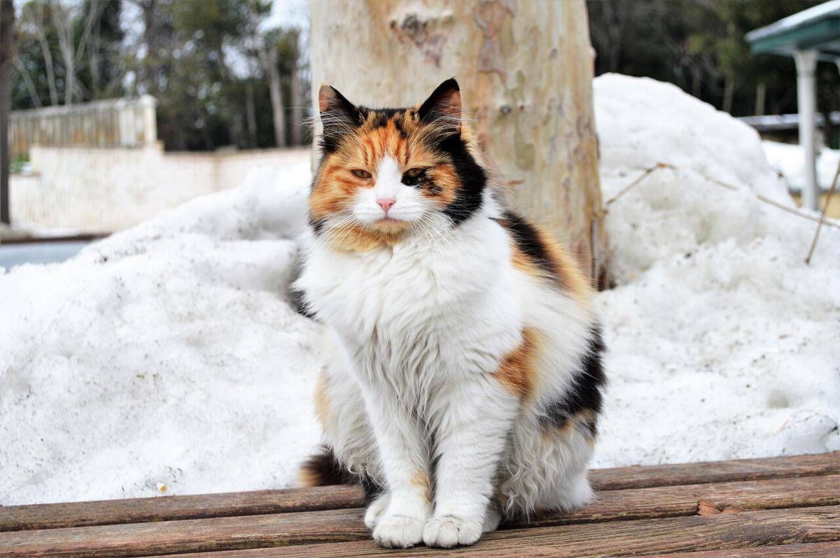 ilustrasi kucing (commons.wikimedia.org/Maurice Flesier)