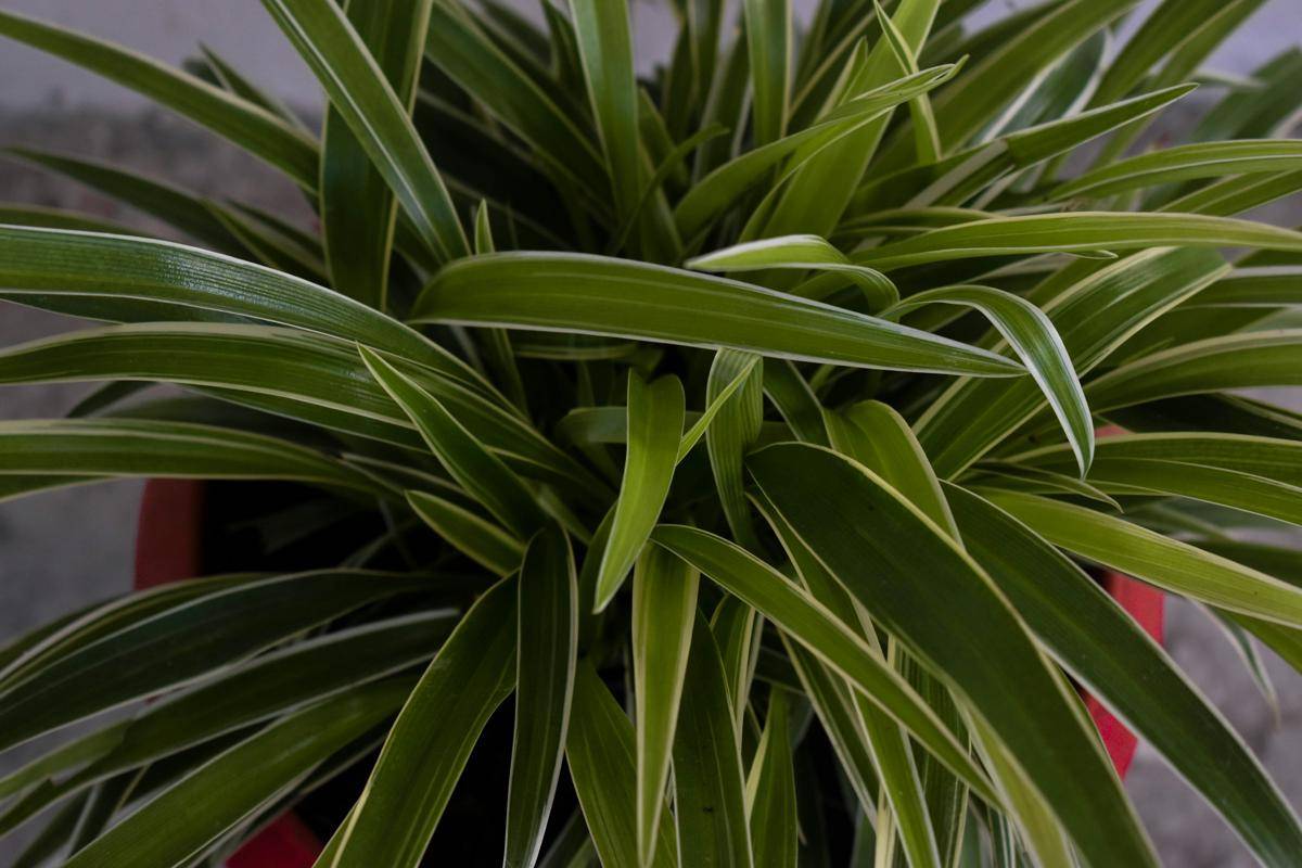 ilustrasi spider plant (unsplash.com/Aadil Sabeer)