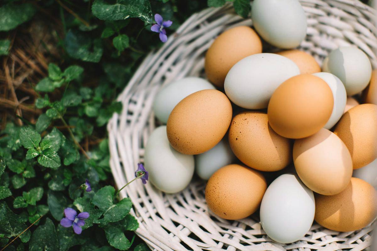 ilustrasi telur (unsplash.com/Cara Beth Buie)
