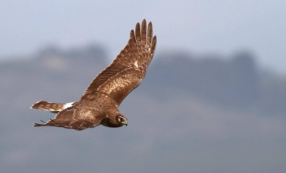 Harrier Utara