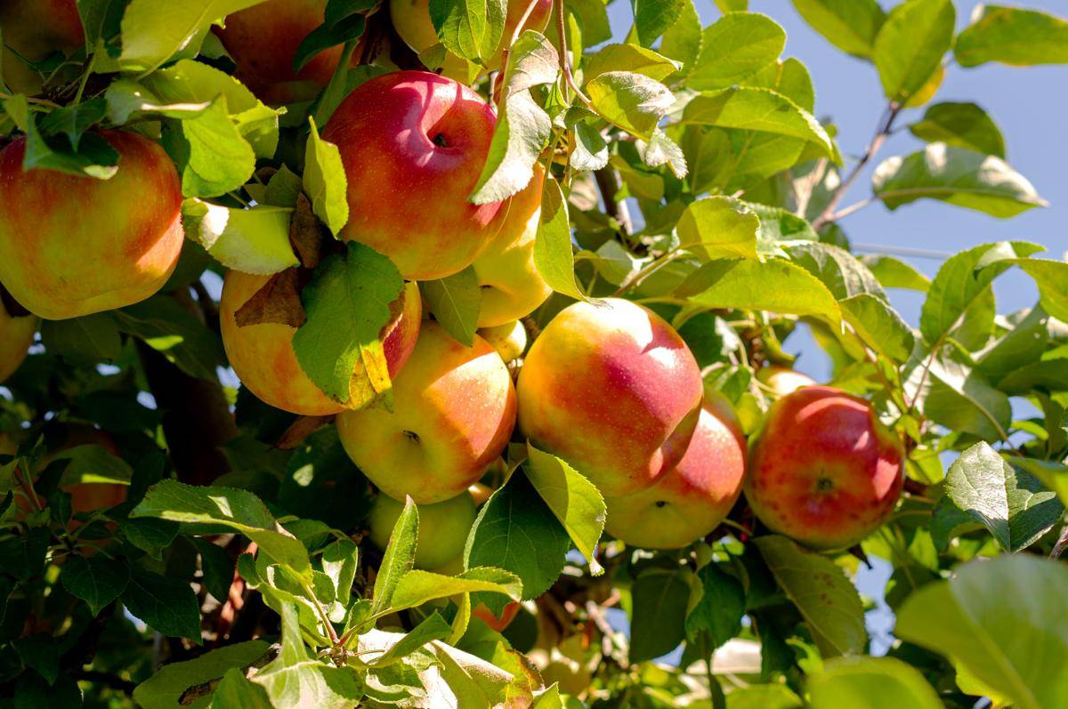 Buah apel (unsplash.com/Josephina Kolpachnikof)