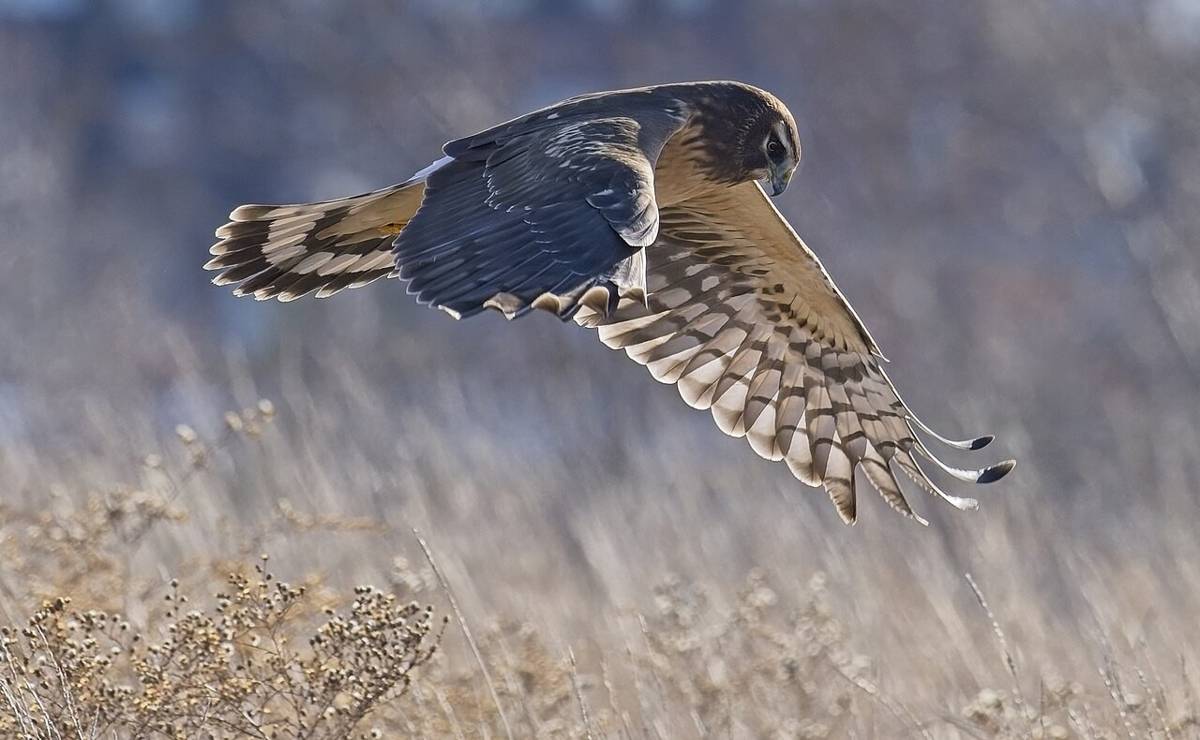 Harrier Utara
