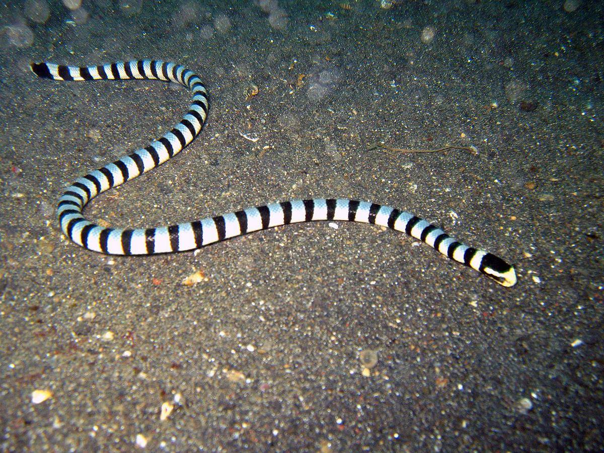 Ular laut