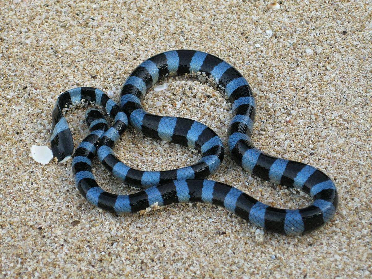 Ular laut