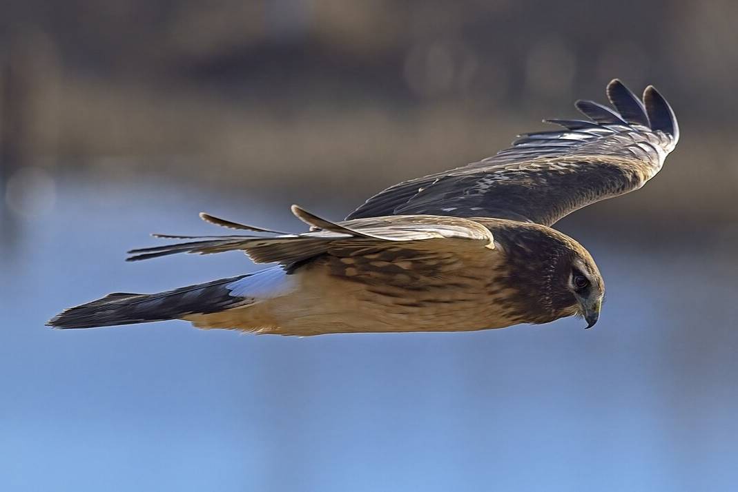Harrier Utara