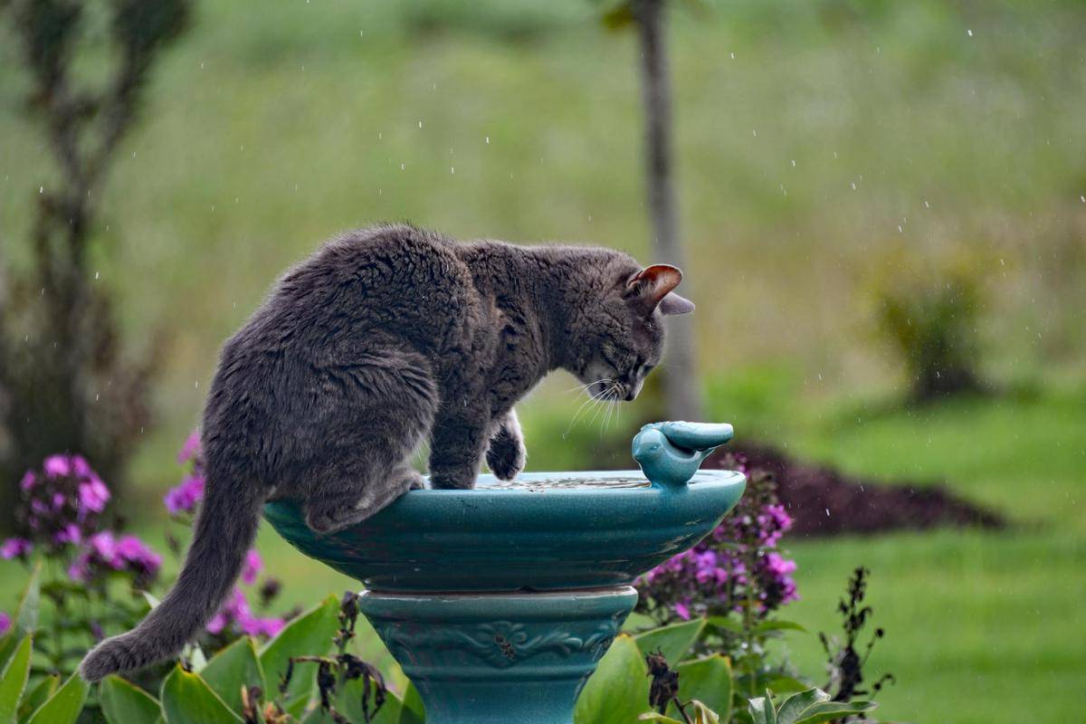 kuciing sedang bermain dengan air di luar rumah (pexels.com/Brian Forsyth)