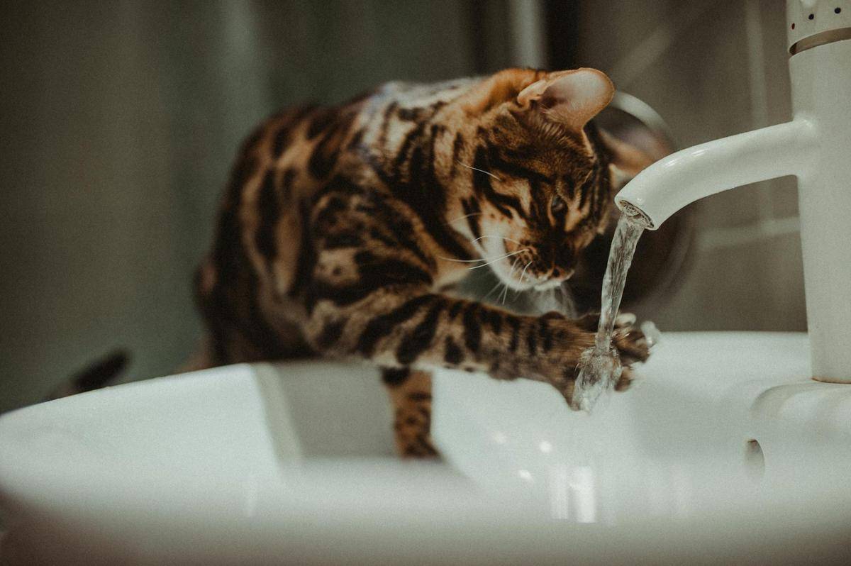 kucing bermain dengan air di wastafel (pexels.com/Helena Jankovičová Kováčová)