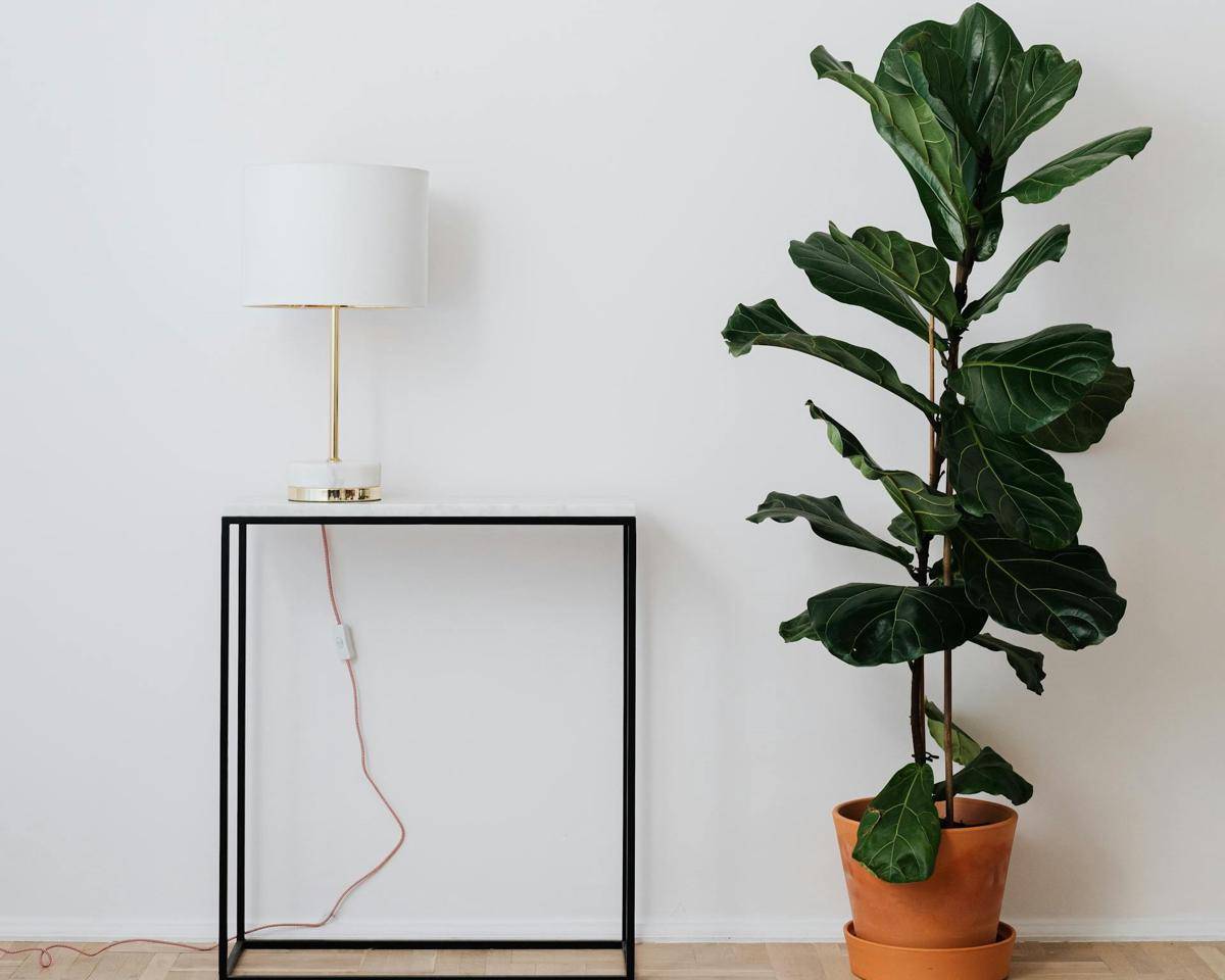 ilustrasi tanaman fiddle leaf fig (pexels.com/Photo By: Kaboompics.com)