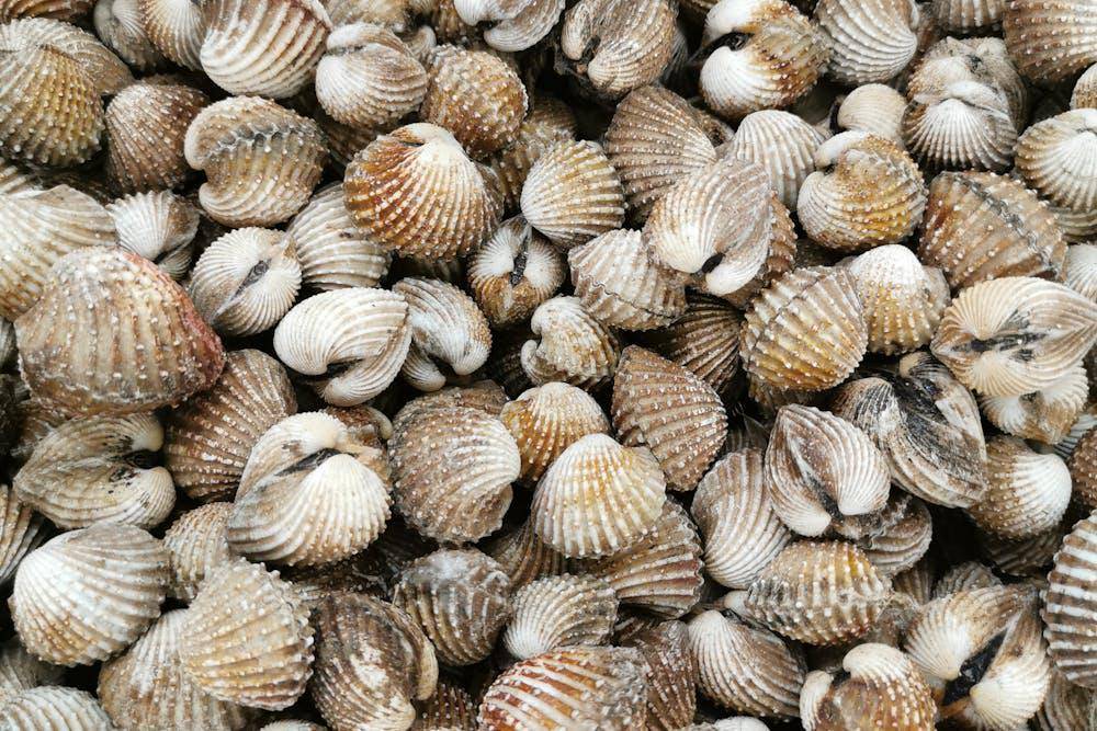 ilustrasi kerang dara (pexels.com/orange)