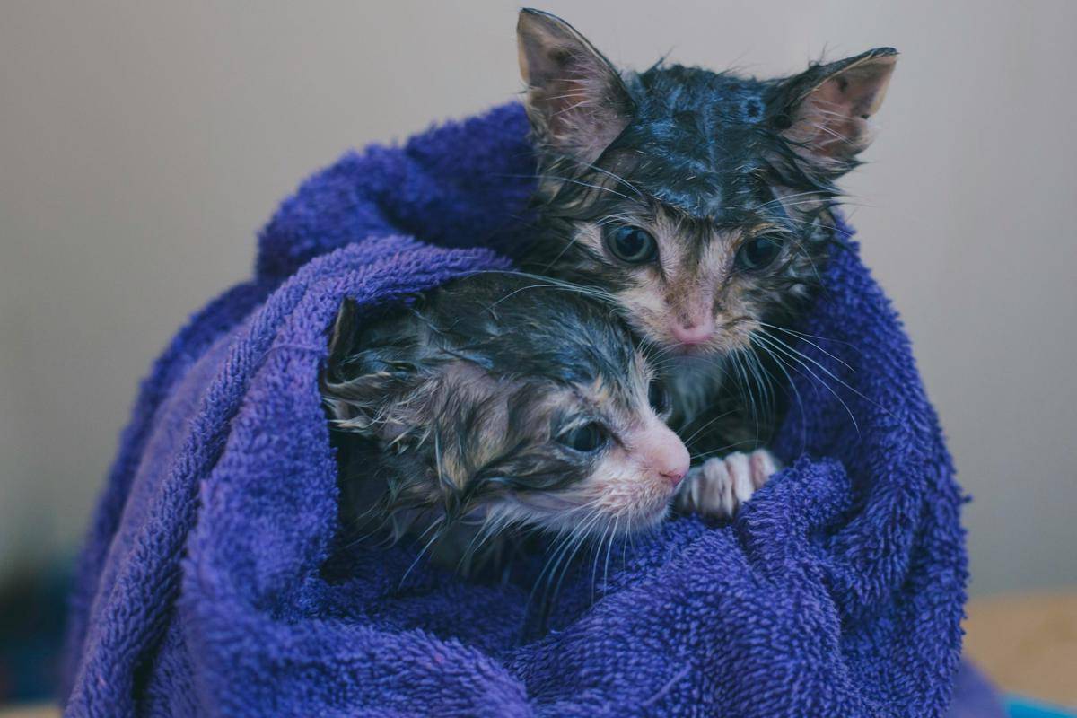 kitten sehabis mandi (unsplash.com/Rebecca Campbell)