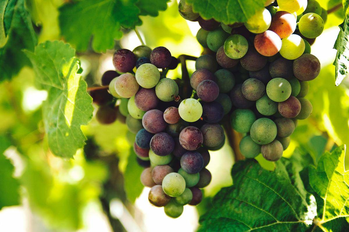 Buah Anggur (unsplash.com/Rohit Tandon)