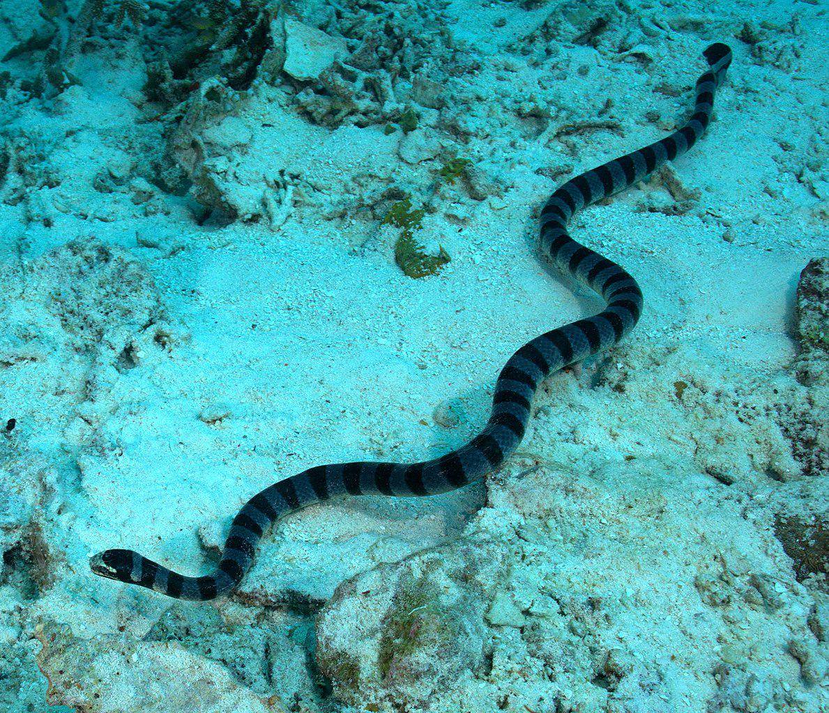 Ular laut